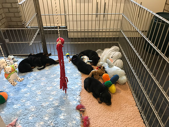 puppy's m-nest week 6