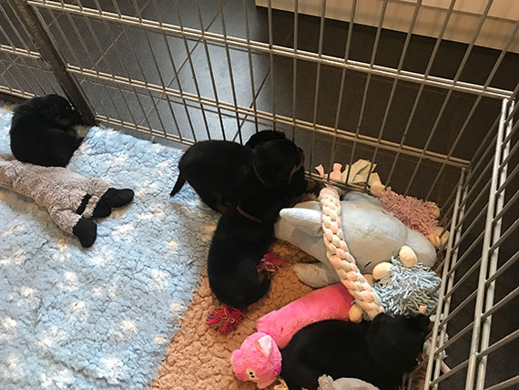 puppy's m-nest week 4
