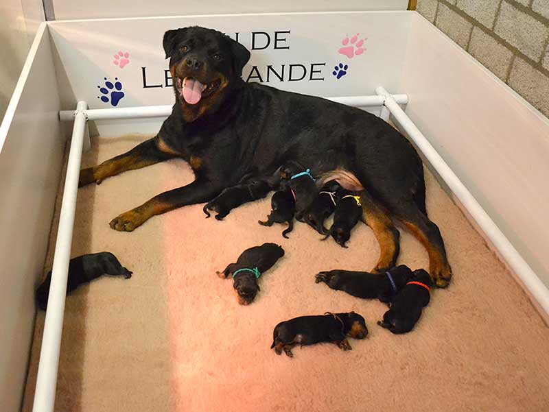 pups geboren!