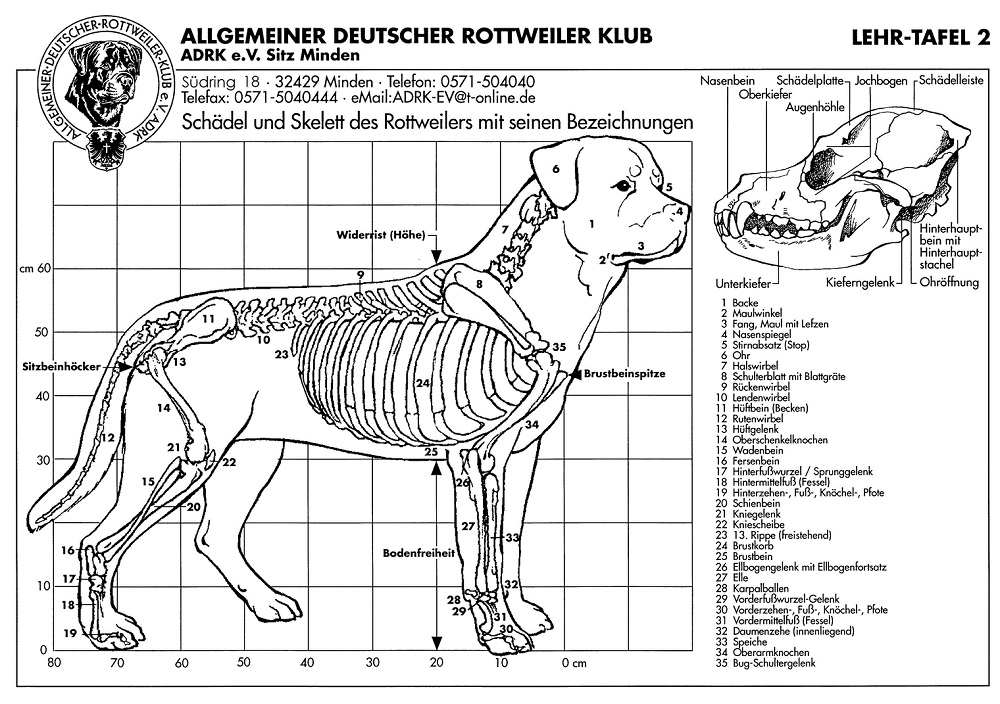 skelet van de Rottweiler