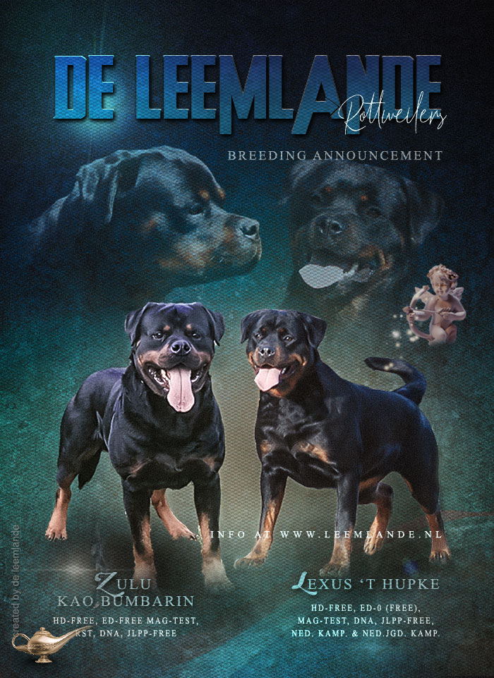 advertentie pups van de Leemlande