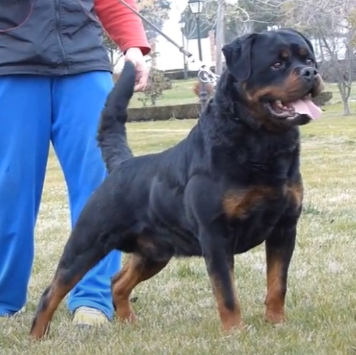 afbeelding Rottweiler reu Gero King of the East