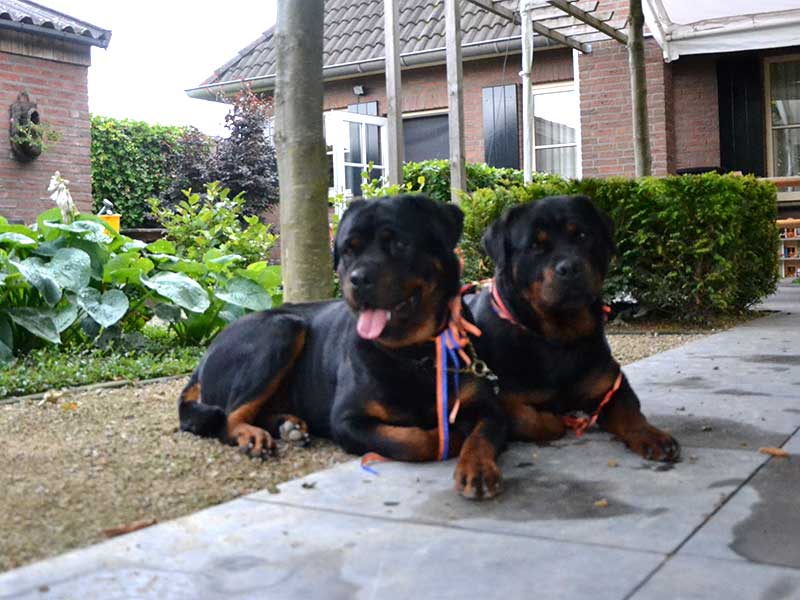 Hedin en Hindy 2 jaar