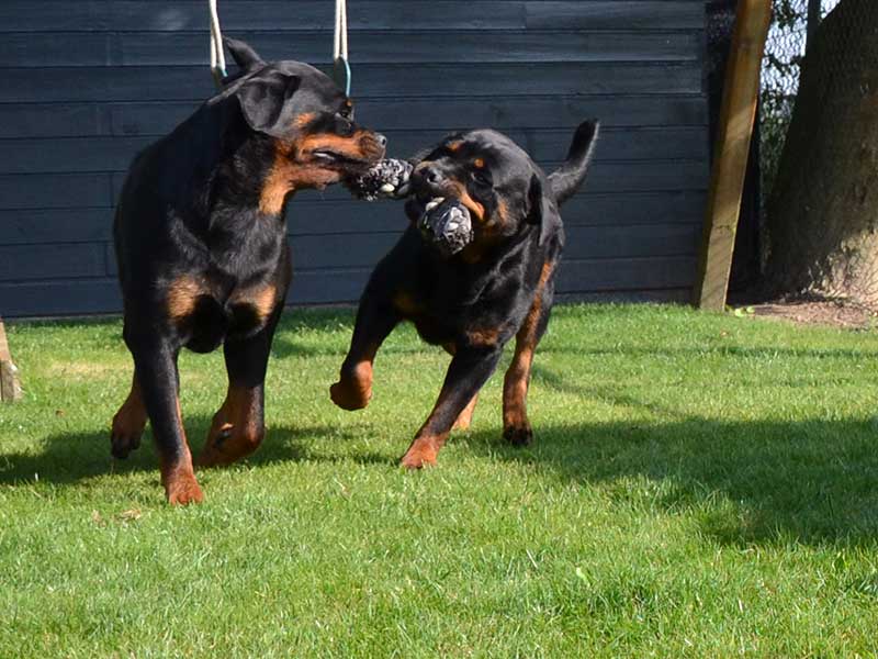 de zusjes Hedin en Hindy