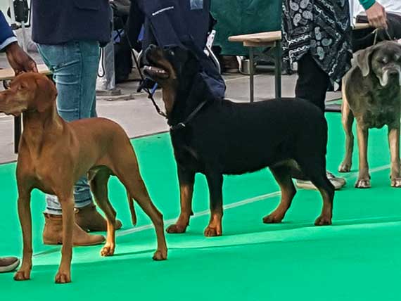 Hindy beste Veteraan dogshow Bleiswijk