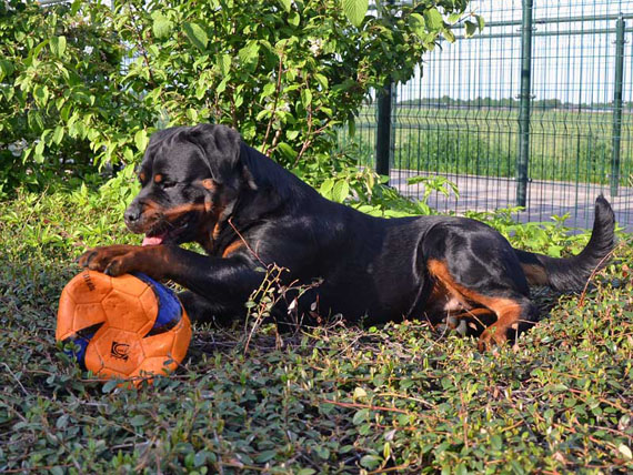 Hindy in de tuin met bal