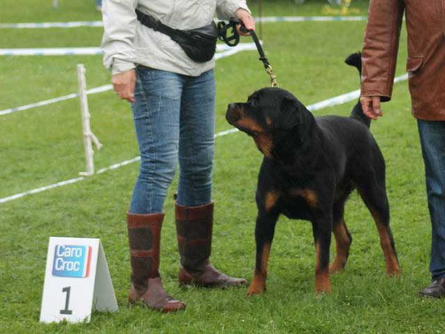 Hindy 1 Uitmuntend op de show in Uden