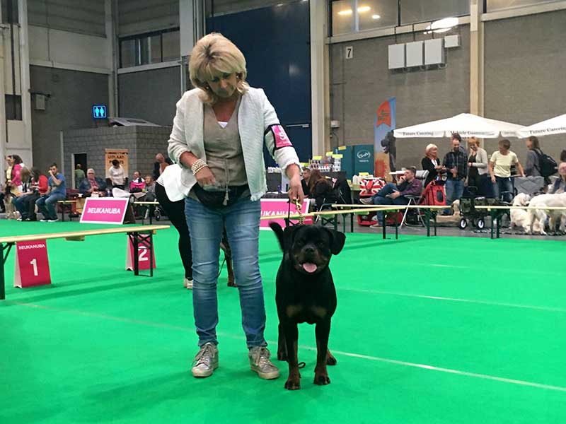 java beste pup op de show in maastricht