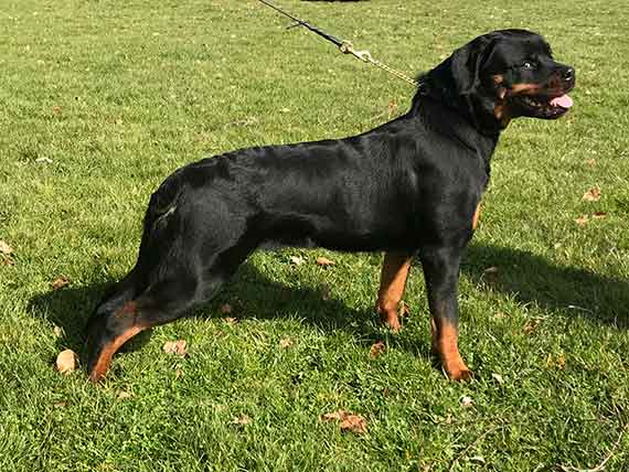 Kelin 3 Uitmuntend dogshow De Baronie