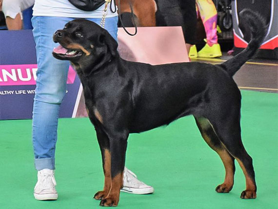 Kelin v.d. Leemlande op de World Dogshow