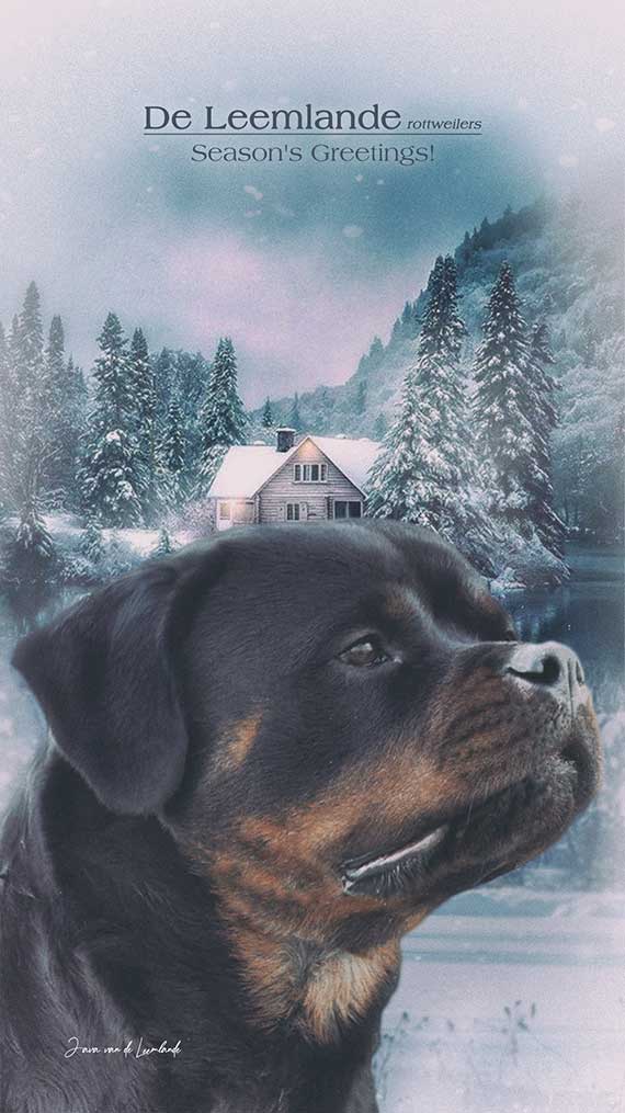 afbeelding Rottweiler Java op kerstkaart