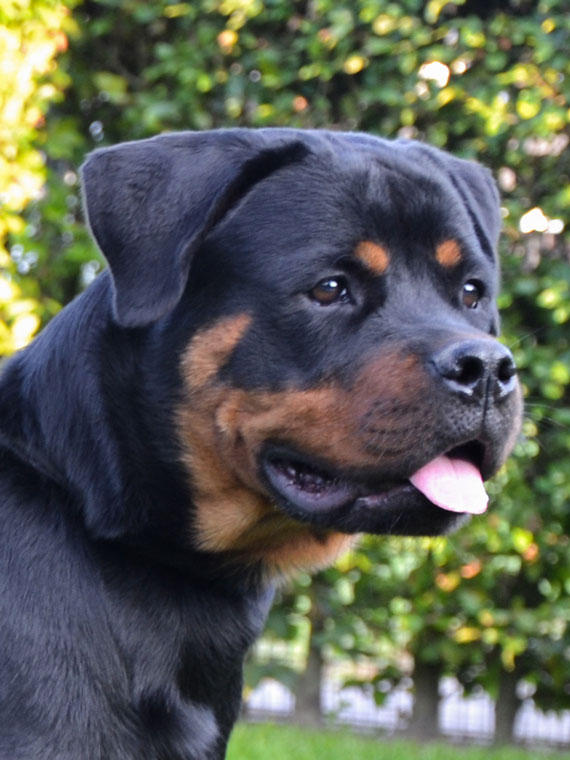 afbeelding honden N-nest op de puppy terugkomdag