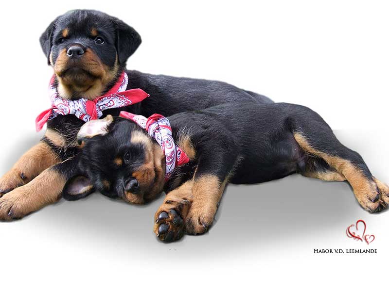 rottweiler pup