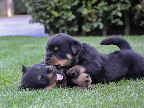 puppy's o-nest week 5