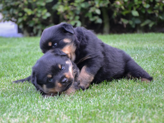 puppy's o-nest week 5