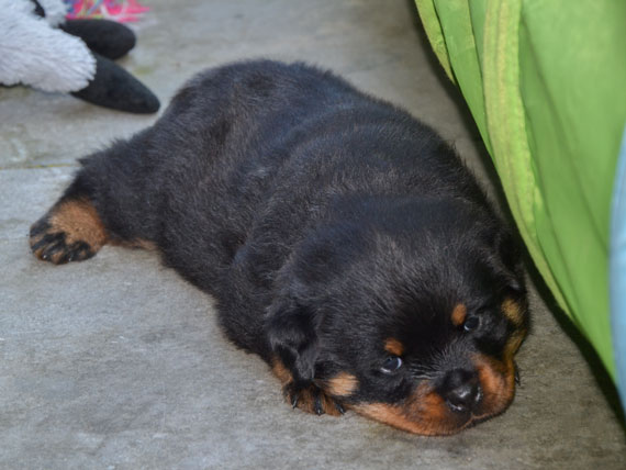 puppy's o-nest week 5