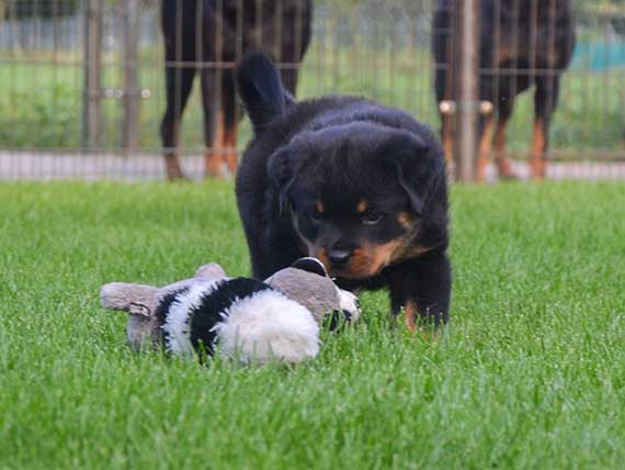 pup o-nest week 8