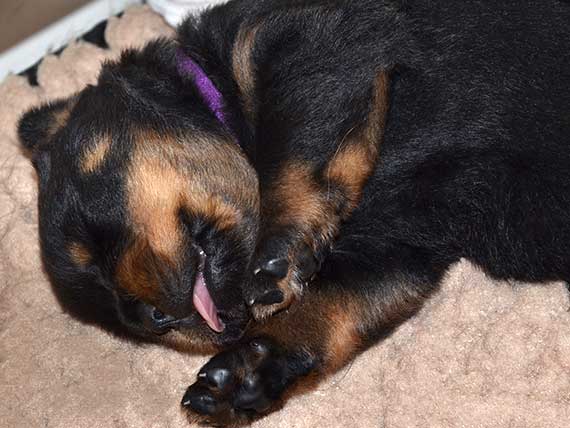 puppy's o-nest week 3