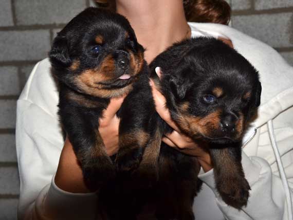 pups 3 weken oud