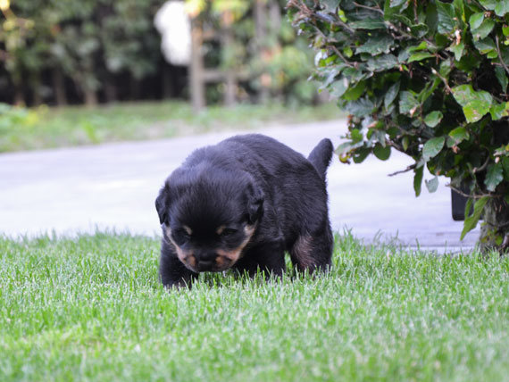 puppy's o-nest week 4