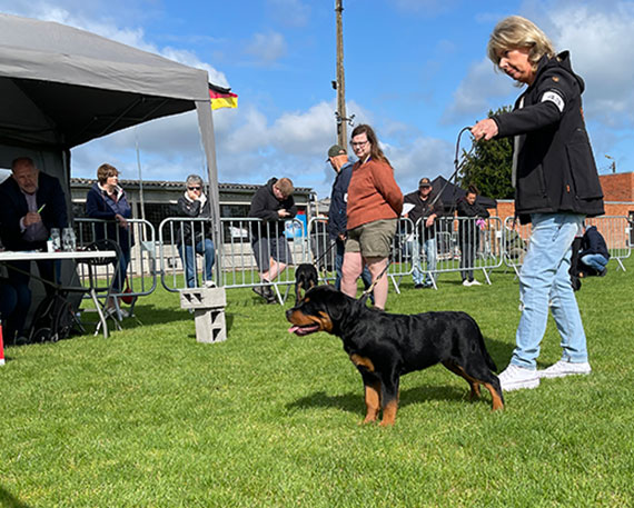 afbeelding pippin op show