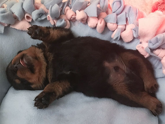 pup L-nest week 2