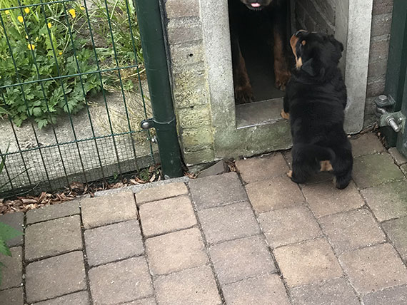 pup L-nest week 5