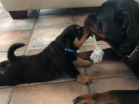 foto Rottweiler puppy's