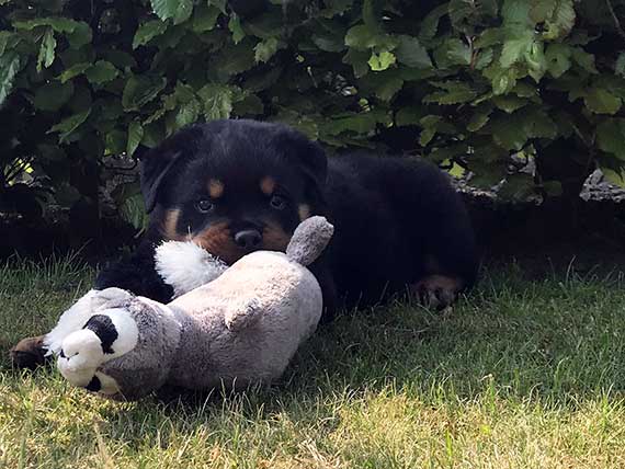 rottweiler pup Luke v.d. leemlande in de tuin