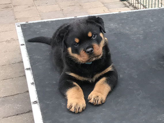 rottweiler pup 7 weken