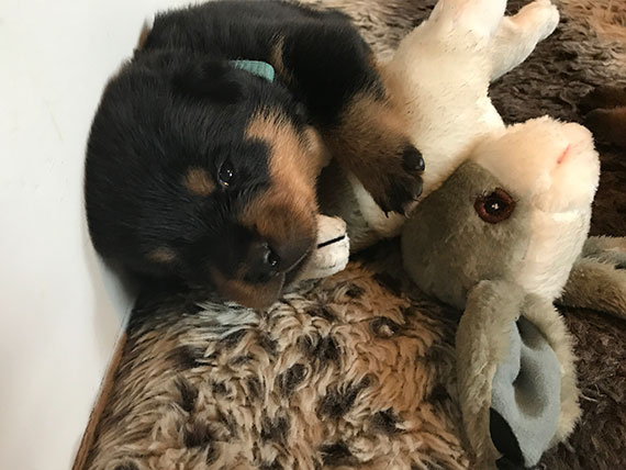 Rottweiler puppy's 2 weken oud