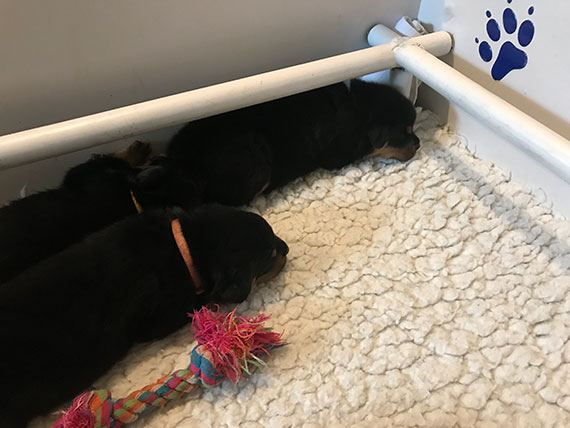 puppy's m-nest week 5