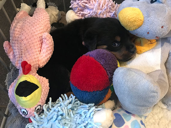 puppy's m-nest week 5