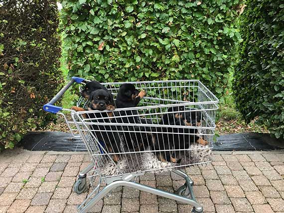 Rottweiler pups 5 weken oud