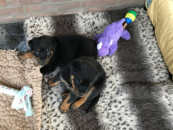 puppy's m-nest week 7