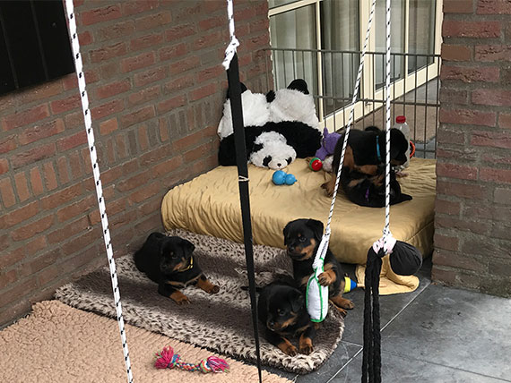 Rottweiler puppy's 7 weken oud