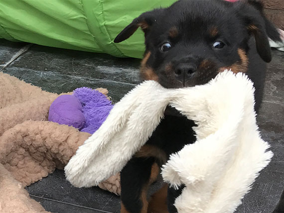 Rottweiler puppy's 8 weken oud