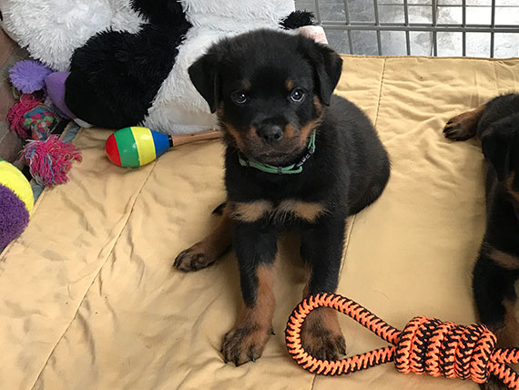 puppy's m-nest week 9
