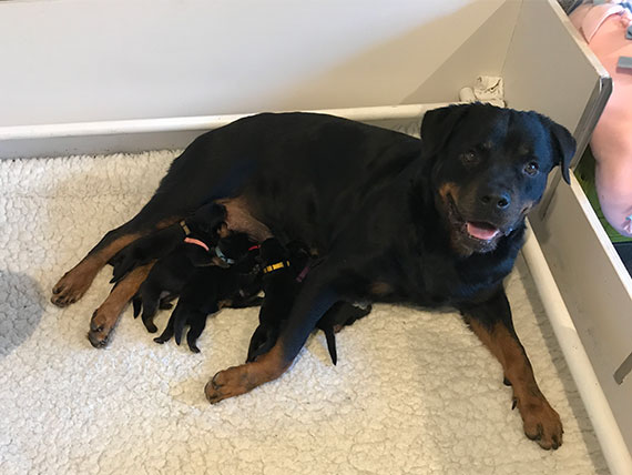 puppy's m-nest week 1