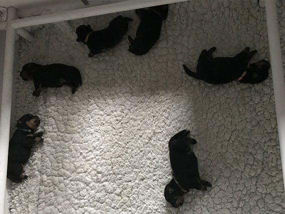 puppy's m-nest week 2