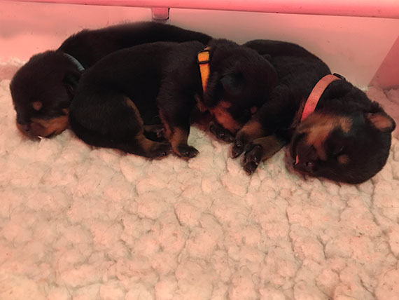 Rottweiler puppy's 1 week oud