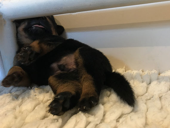 Rottweiler puppy's 2 weken oud