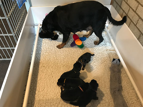 puppy's m-nest week 3