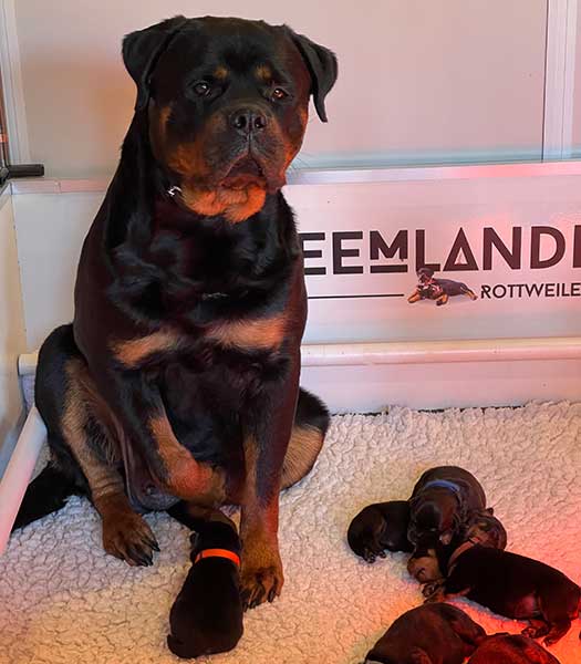 rottweiler pups afbeelding