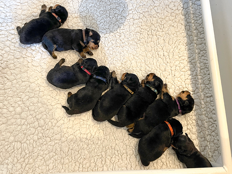 puppy's p-nest week 2