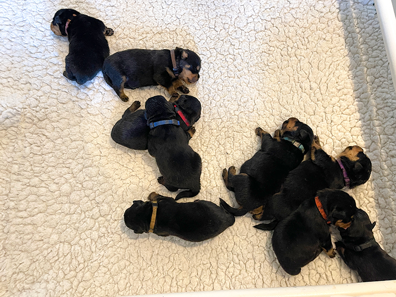 puppy's p-nest week 2
