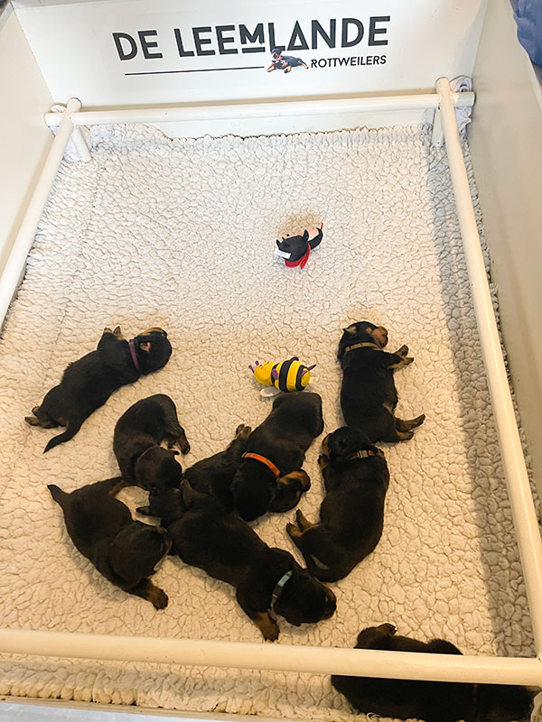 puppy's p-nest week 3