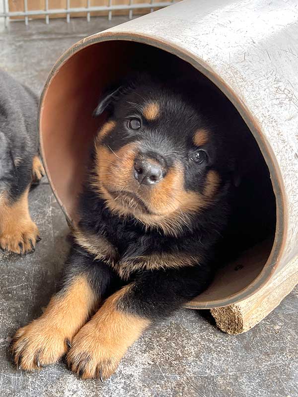 puppy's p-nest week 6