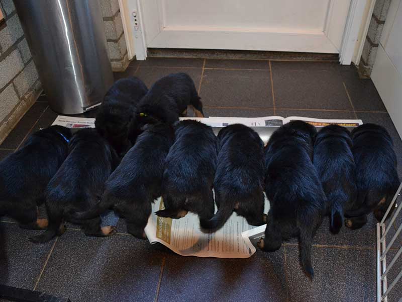 leemlande pups 4 weken oud