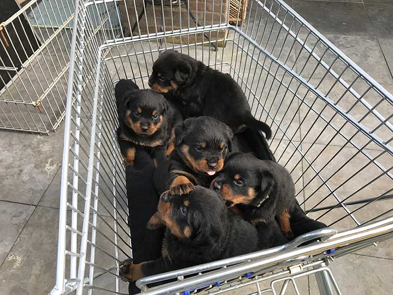 pups in het winkelwagentje